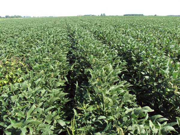 100 Acres Land Auction